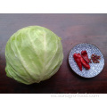 Buena calidad Healthy Delicious Cabbage